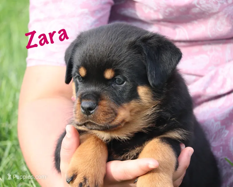 Zara – Rottweiler puppy for sale in Manheim, PA