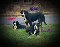 Murphy, a male Greater Swiss Mountain Dog for sale in Manheim, PA – Photo 2 of 2