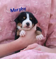 Murphy, a male Greater Swiss Mountain Dog for sale in Manheim, PA – Photo 1 of 3