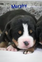Murphy, a male Greater Swiss Mountain Dog for sale in Manheim, PA – Photo 1 of 2