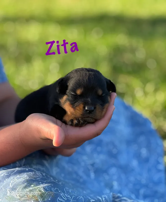 Zita – Rottweiler puppy for sale in Manheim, PA