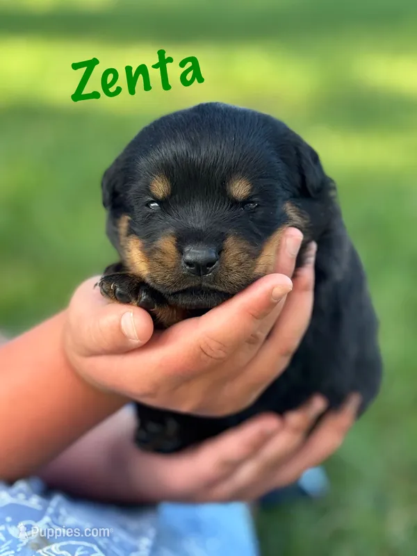 Zenta  – Rottweiler puppy for sale in Manheim, PA