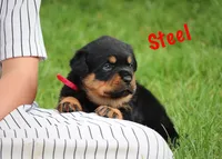 Steel, a male Rottweiler for sale in Manheim, PA – 3 of 10