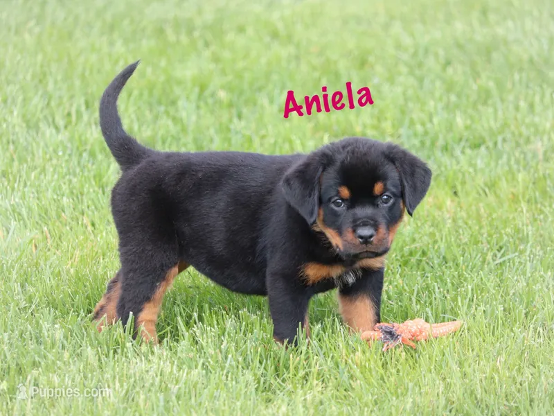 Aniela  – Rottweiler puppy for sale in Manheim, PA