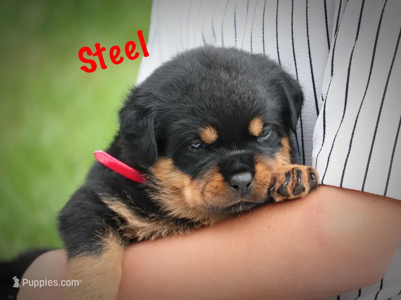 Steel – Rottweiler puppy for sale in Manheim, PA