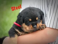 Steel, a male Rottweiler for sale in Manheim, PA – 1 of 10