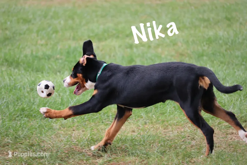 Nika – Greater Swiss Mountain Dog puppy for sale in Manheim, PA