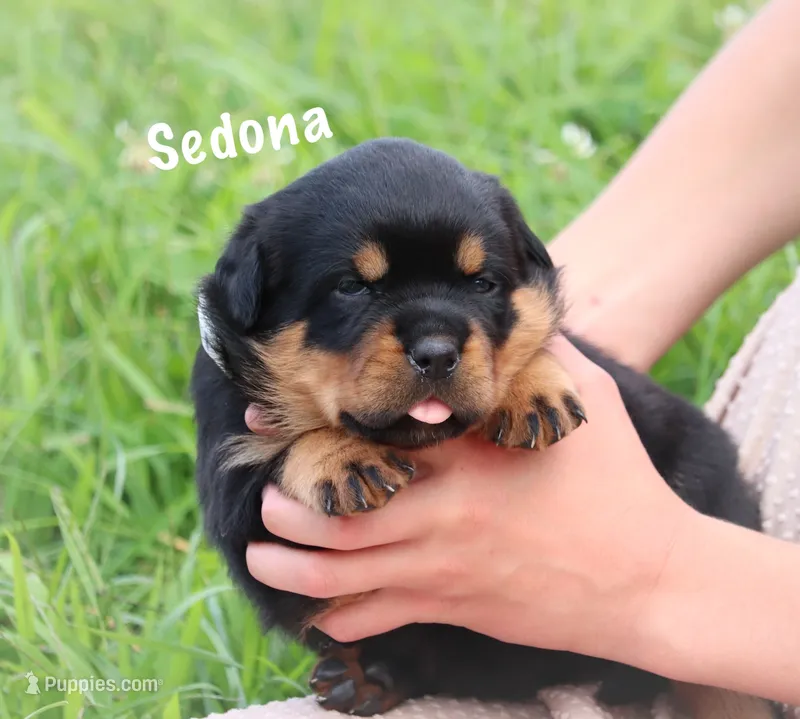 Sedona – Rottweiler puppy for sale in Manheim, PA
