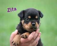 Zita, a female Rottweiler for sale in Manheim, PA – 5 of 10