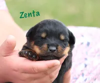 Zenta , a female Rottweiler for sale in Manheim, PA – 2 of 6