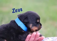 Zeus , a male Rottweiler for sale in Manheim, PA – 3 of 6