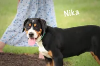 Nika, a female Greater Swiss Mountain Dog for sale in Manheim, PA – 3 of 10