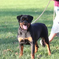 Zoja/Imported, a female Rottweiler for sale in Manheim, PA – Photo 1 of 10