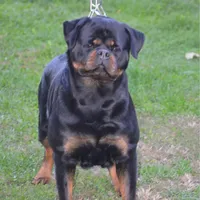 Zoja/Imported, a female Rottweiler for sale in Manheim, PA – Photo 9 of 10