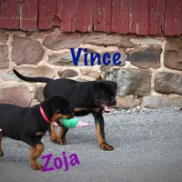 Zoja/Imported, a female Rottweiler for sale in Manheim, PA – Photo 5 of 10