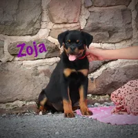 Zoja/Imported, a female Rottweiler for sale in Manheim, PA – Photo 6 of 10