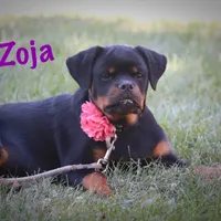 Zoja/Imported, a female Rottweiler for sale in Manheim, PA – Photo 2 of 10