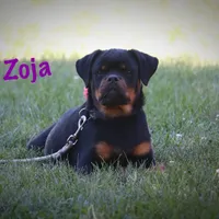 Zoja/Imported, a female Rottweiler for sale in Manheim, PA – Photo 3 of 10
