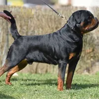 Zoja/Imported, a female Rottweiler for sale in Manheim, PA – Photo 8 of 10