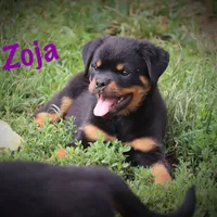 Zoja/Imported, a female Rottweiler for sale in Manheim, PA – Photo 7 of 10
