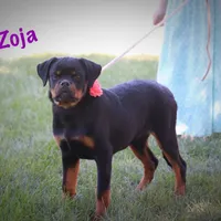 Zoja/Imported, a female Rottweiler for sale in Manheim, PA – Photo 4 of 10