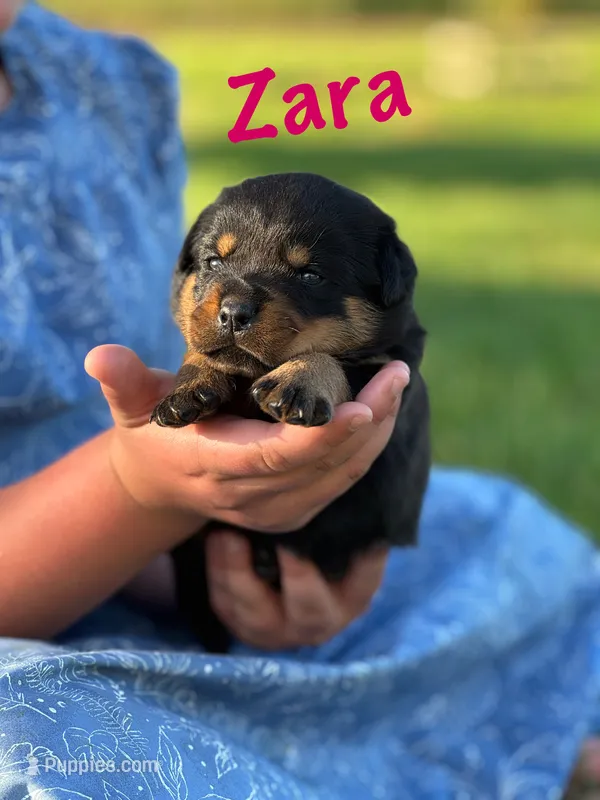 Zara – Rottweiler puppy for sale in Manheim, PA