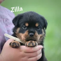 Zilla , a female Rottweiler for sale in Manheim, PA – 5 of 10