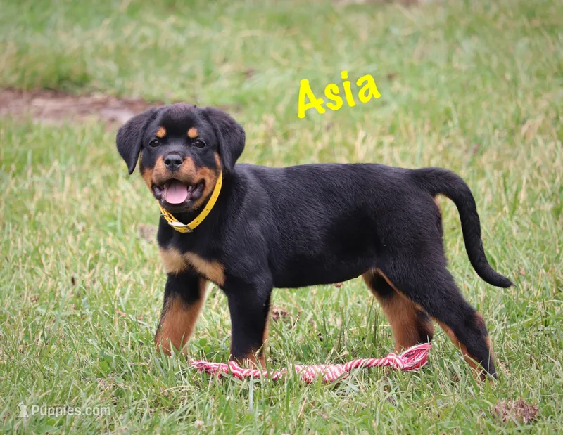 Asia  – Rottweiler puppy for sale in Manheim, PA