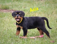 Asia , a female Rottweiler for sale in Manheim, PA – 2 of 10