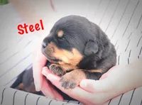Steel, a male Rottweiler for sale in Manheim, PA – 2 of 6