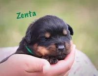 Zenta , a female Rottweiler for sale in Manheim, PA – 3 of 6