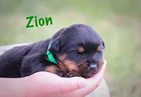 Zion, a male Rottweiler for sale in Manheim, PA – 2 of 5