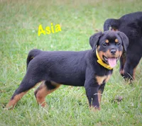 Asia , a female Rottweiler for sale in Manheim, PA – 3 of 10