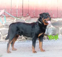Steel, a male Rottweiler for sale in Manheim, PA – 4 of 6