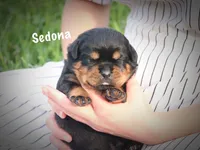 Sedona, a female Rottweiler for sale in Manheim, PA – 2 of 6