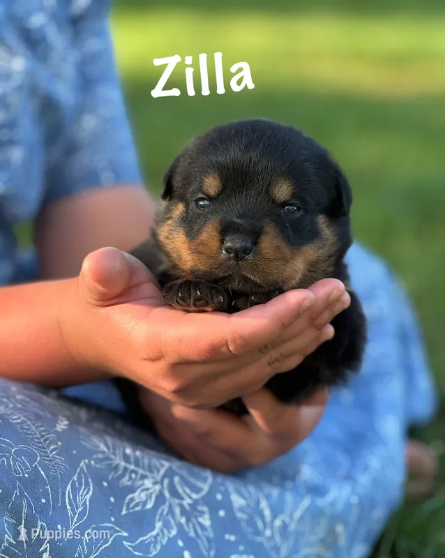 Zilla  – Rottweiler puppy for sale in Manheim, PA