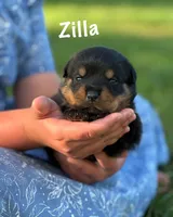 Zilla , a female Rottweiler for sale in Manheim, PA – 6 of 10