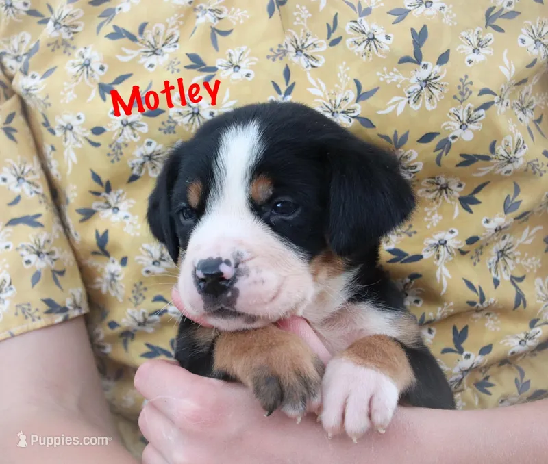 Motley  – Greater Swiss Mountain Dog puppy on hold in Manheim, PA