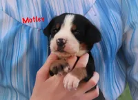 Motley , a male Greater Swiss Mountain Dog for sale in Manheim, PA – 4 of 7