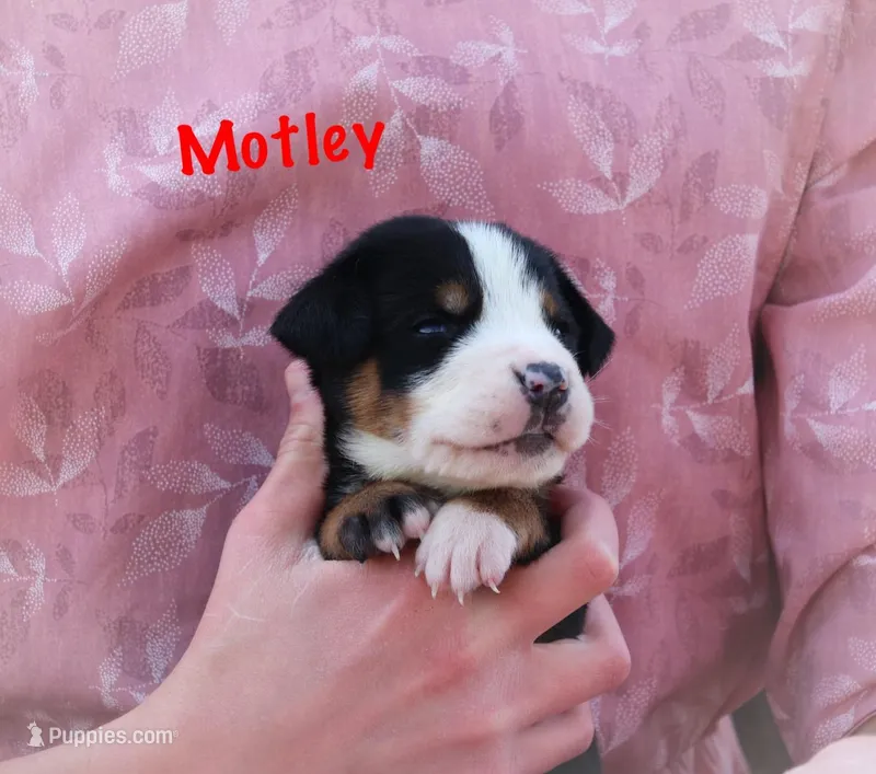 Motley  – Greater Swiss Mountain Dog puppy for sale in Manheim, PA