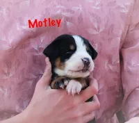 Motley , a male Greater Swiss Mountain Dog for sale in Manheim, PA – Photo 1 of 3