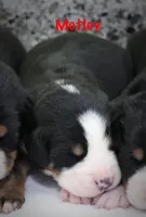 Motley , a male Greater Swiss Mountain Dog for sale in Manheim, PA – Photo 1 of 2