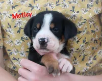 Motley , a male Greater Swiss Mountain Dog for sale in Manheim, PA – 2 of 7