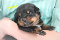 Gunner, a male Rottweiler for sale in Manheim, PA – Photo 5 of 8