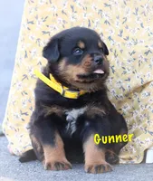 Gunner, a male Rottweiler for sale in Manheim, PA – Photo 1 of 8