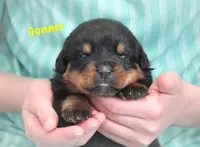 Gunner, a male Rottweiler for sale in Manheim, PA – Photo 4 of 8