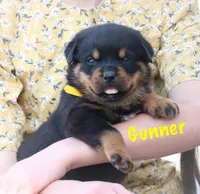 Gunner, a male Rottweiler for sale in Manheim, PA – Photo 2 of 8