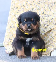 Gunner, a male Rottweiler for sale in Manheim, PA – Photo 3 of 8