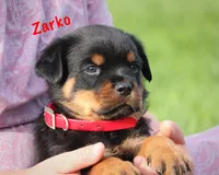 Zarko, a male Rottweiler for sale in Manheim, PA – 4 of 9