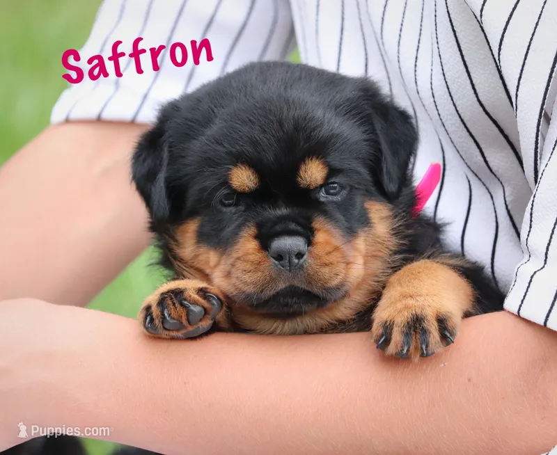 Saffron  – Rottweiler puppy for sale in Manheim, PA